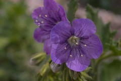 Phacelia grandiflora