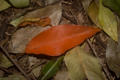 Croton verreauxii