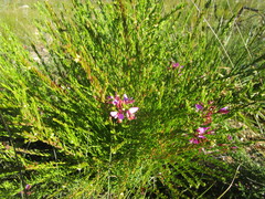 Polygala triquetra