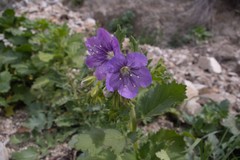 Phacelia grandiflora