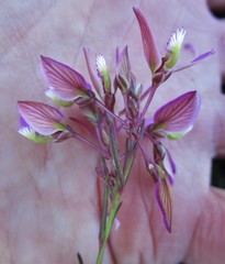 Polygala triquetra