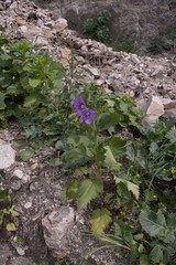 Phacelia grandiflora