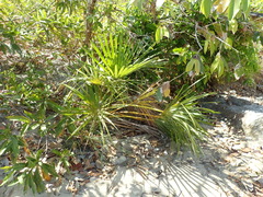 Mauritiella