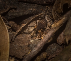 Octobunus singularis