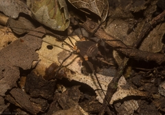 Octobunus singularis