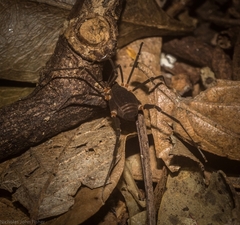 Octobunus singularis