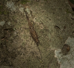 Nesomachilis