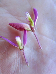 Polygala triquetra