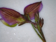 Polygala triquetra