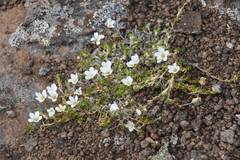 Pseudocherleria macrocarpa