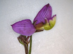 Polygala triquetra