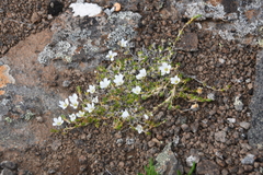 Pseudocherleria macrocarpa