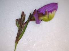 Polygala triquetra
