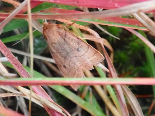 Pointed Sallow photo 5