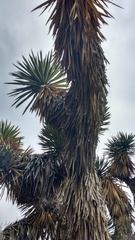 Yucca filifera