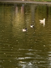 Aythya fuligula