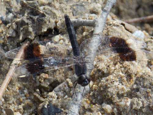 Northern Banded Groundling photo 3