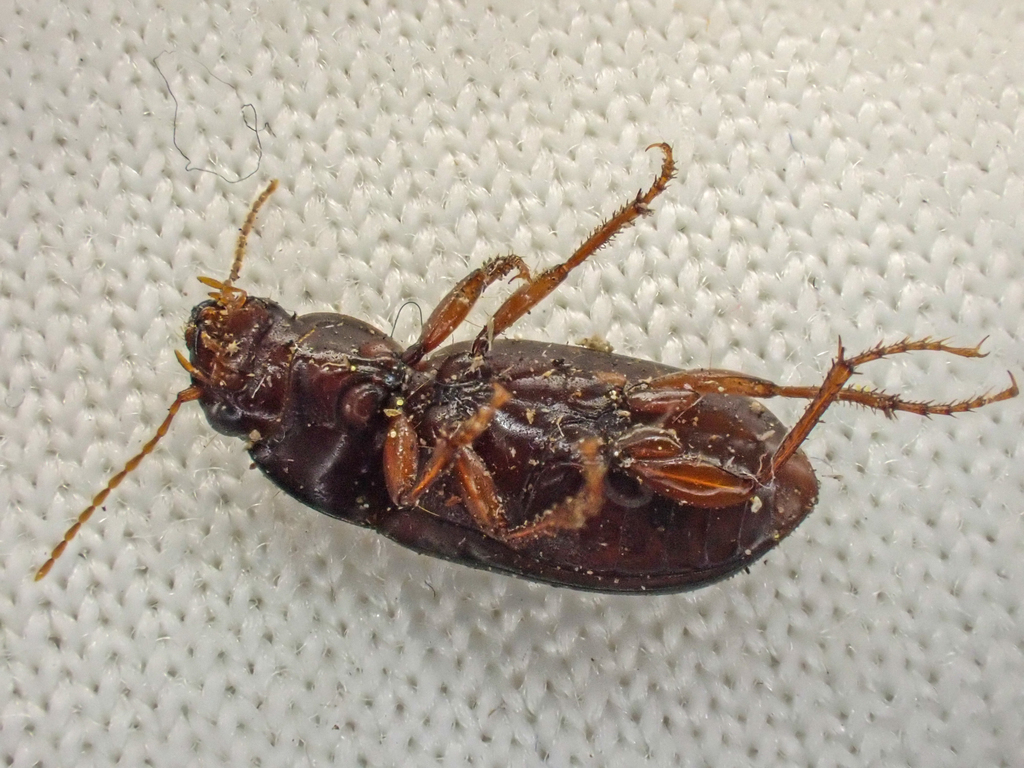 Dusky Sun Beetle