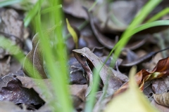 Physalaemus olfersii