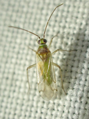 Engytatus modestus