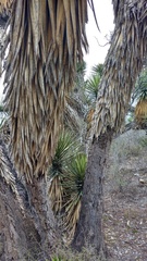 Yucca filifera