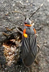 Melacoryphus rubicollis