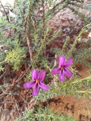 Jamesbrittenia tenuifolia