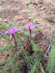 Jamesbrittenia tenuifolia