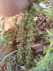Jamesbrittenia tenuifolia