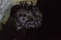 Chrotopterus auritus