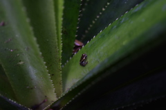 Guibemantis