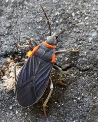 Melacoryphus rubicollis