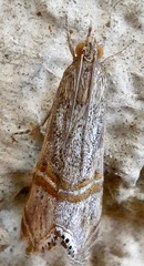 Euchromius californicalis