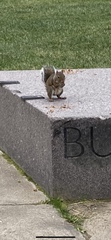 Sciurus carolinensis