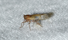 Pareuidella