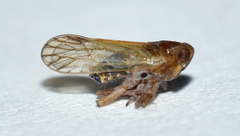 Pareuidella