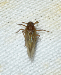 Pareuidella