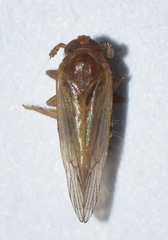 Pareuidella