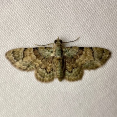 Gymnoscelis derogata