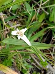 Rhynchospora latifolia
