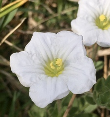 Nierembergia calycina