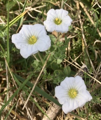 Nierembergia calycina