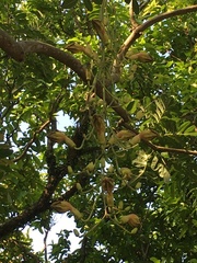 Kigelia africana africana