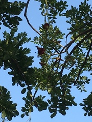 Kigelia africana africana