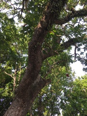 Kigelia africana africana