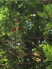 Kigelia africana africana