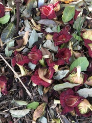 Kigelia africana africana