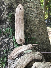 Kigelia africana africana