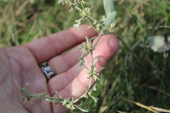 Atriplex pedunculata