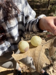 Atrusca quercuscentricola